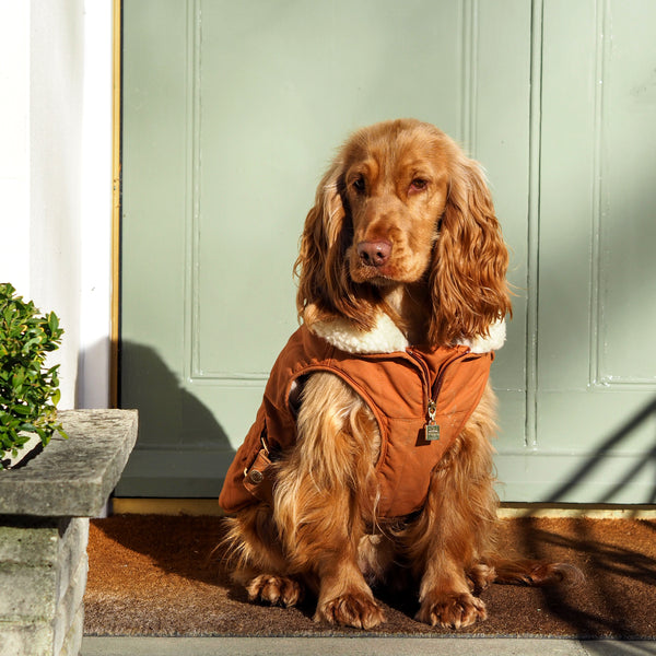 Spaniel coat sale