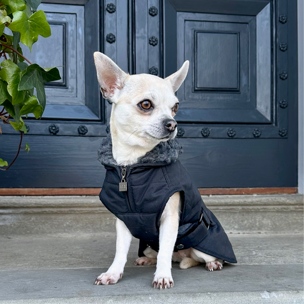 Verbier Dog coat  - Black