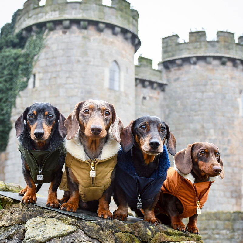 Verbier Dachshund coat  - forest