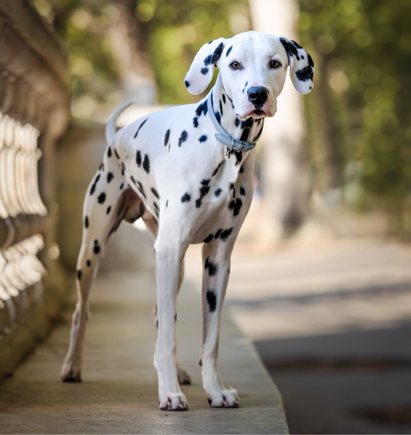 Annabelle Dog Collar - Ice Blue