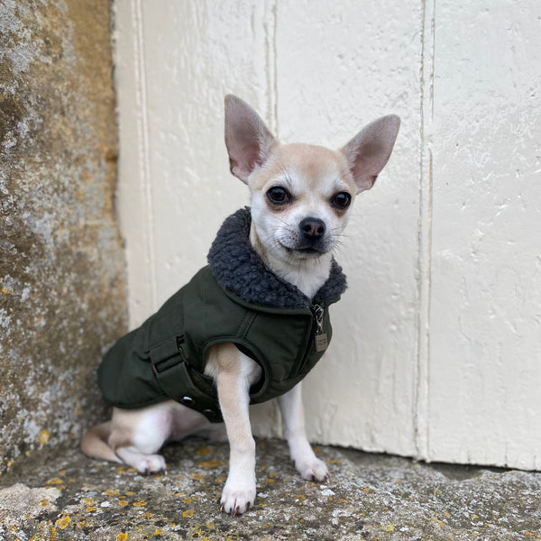 Verbier Dog coat  - Forest