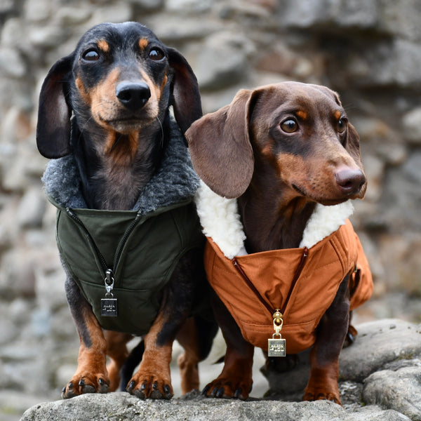 Verbier Dachshund coat  - forest