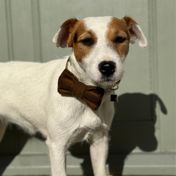 Rory Corduroy Bow Tie - Oak