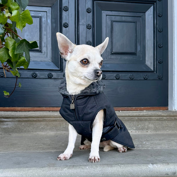 Verbier Dog coat  - Black