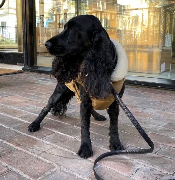 Verbier Dog coat  - camel