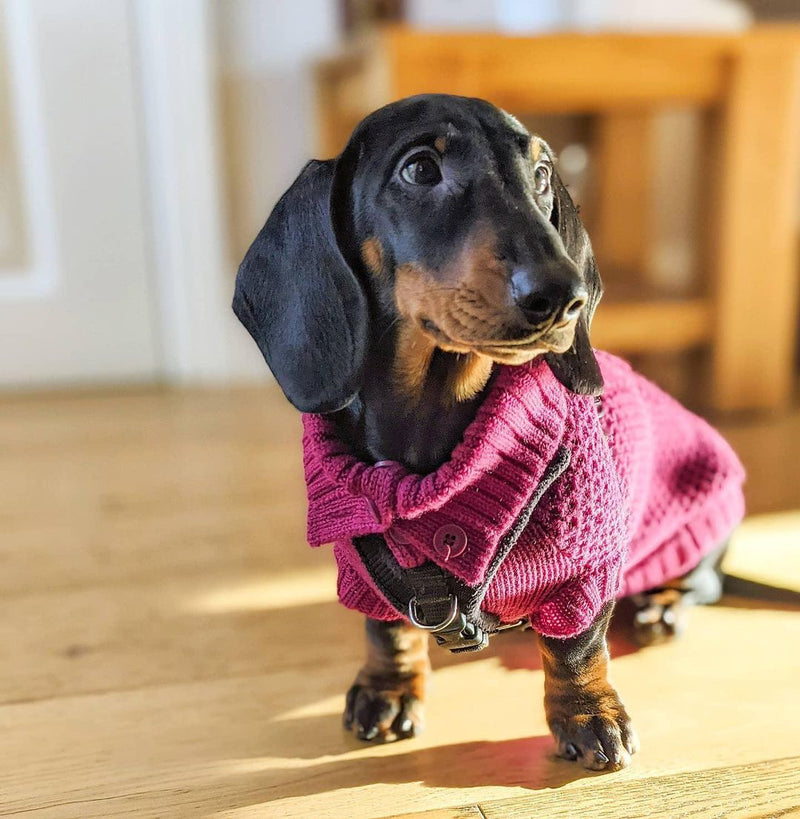 Moritz Dachshund Sweater & Treat bundle - In your choice of colour