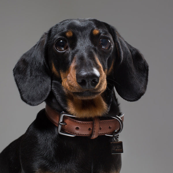 Maison Le Lou Luxury Leather dog collar Dachshund