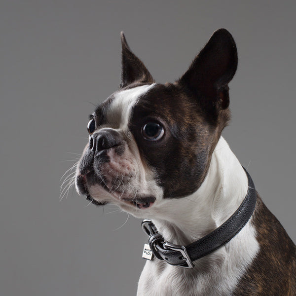 Graham Luxury Leather Dog Collar - Black – Maison Le Lou