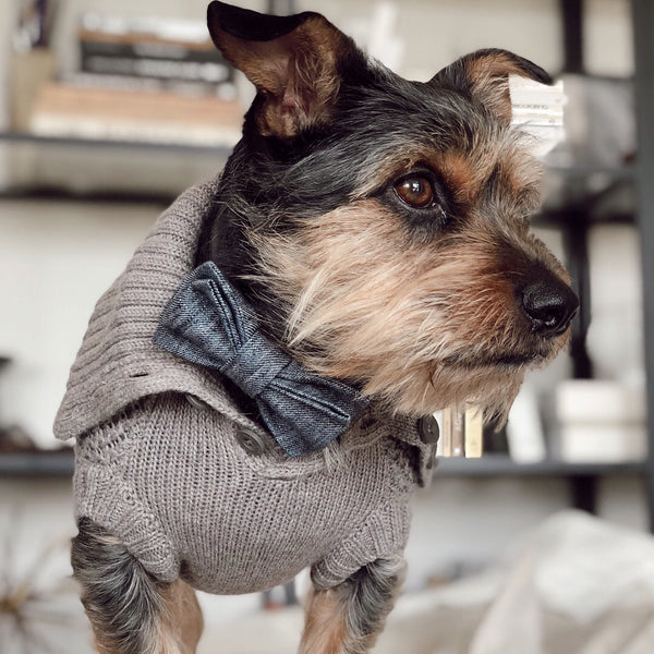 The best luxury dog accessories - Sloane Street