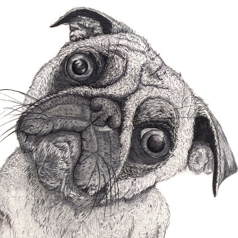It Wasn't Me, Pug by Ben Rothery