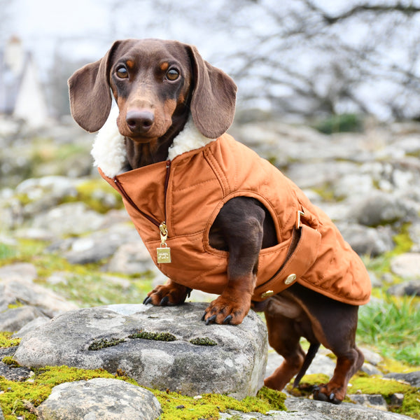 Verbier Dachshund coat  - spice