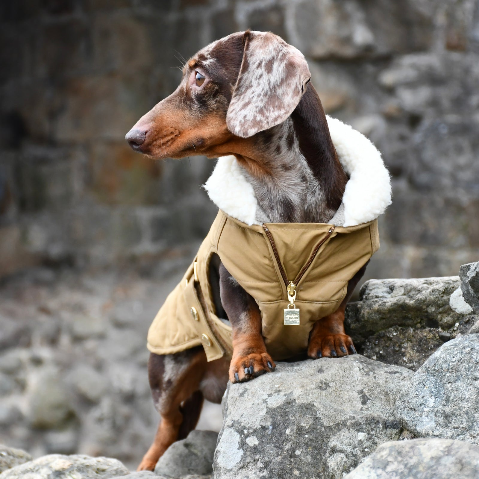 Verbier Dachshund coat camel Maison Le Lou